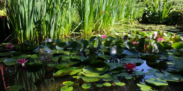 Open Garden Event Volunteer