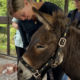 donkeys visit hospice