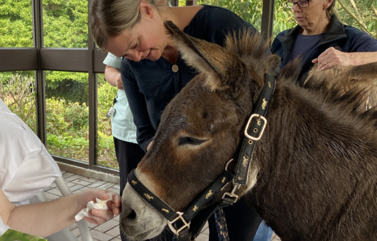 donkeys visit hospice