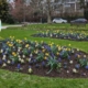 Walk Talk Kernow Truro Boscawen Park Flowers