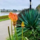 Walk Talk Kernow Hayle